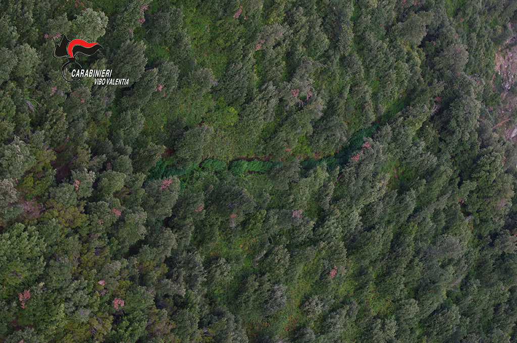Operazione "Green Mountain" a Nardodipace, scoperte 4mila piante di canapa