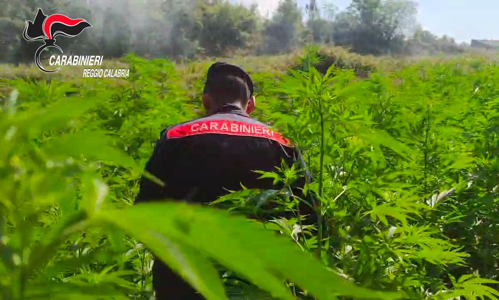 Trovate quattro piantagioni di canapa nel Reggino, 2.500 i fusti - Video