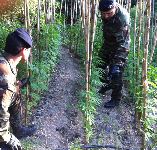 Calabria: Coltivava cannabis in mezzo al bosco, arrestato sessantenne