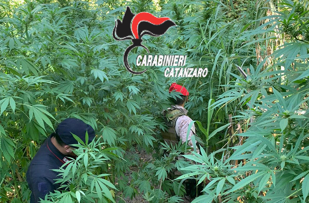 Scoperte dai Carabinieri altre due coltivazioni di canapa a Tiriolo: estirpate e distrutte 230 piante 