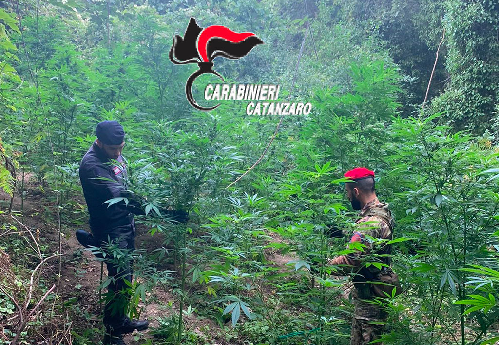 Scoperta un'altra piantagione di canapa a Tiriolo, distrutte 150 piante