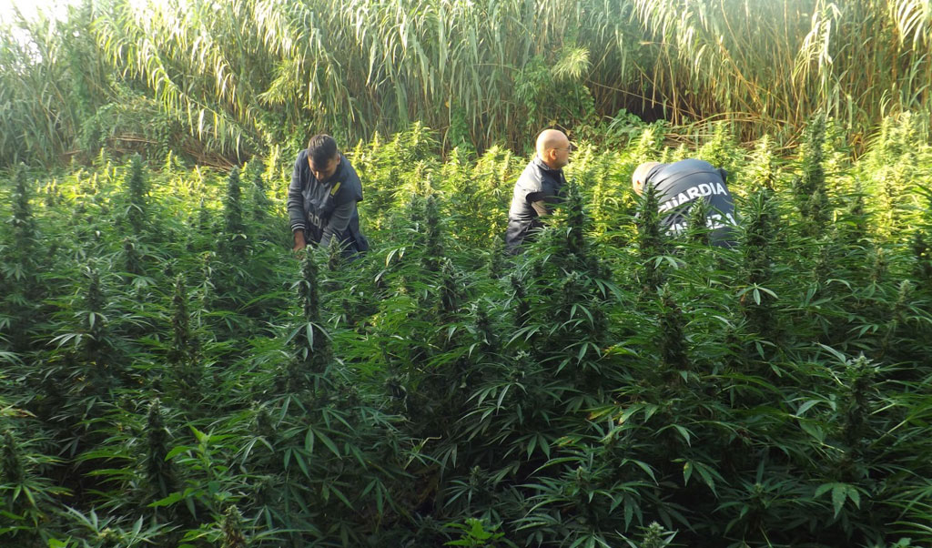 Sequestrate due piantagioni marijuana nel reggino, trovate quasi 7000 piante