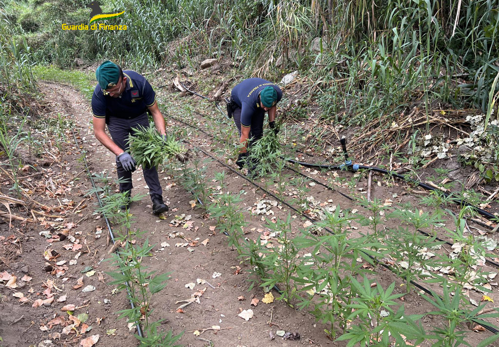 Sequestrata piantagione di marijuana nel Vibonese con oltre 11mila arbusti