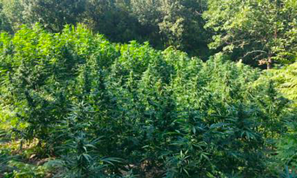 Piantagione cannabis tra i boschi nel cosentino, un arresto e 2 ricercati