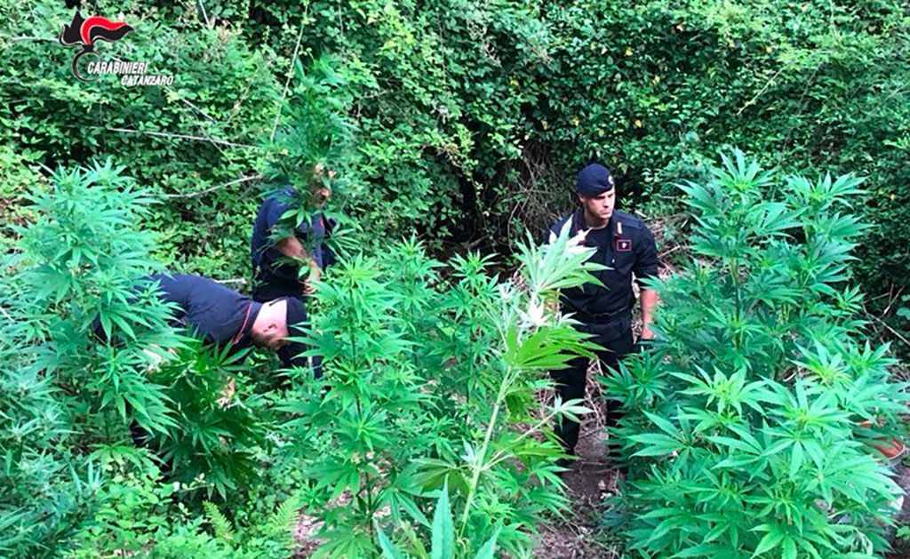  Lamezia, trovata piantagione di marijuana nella zona montana di Sambiase: indagini in corso 