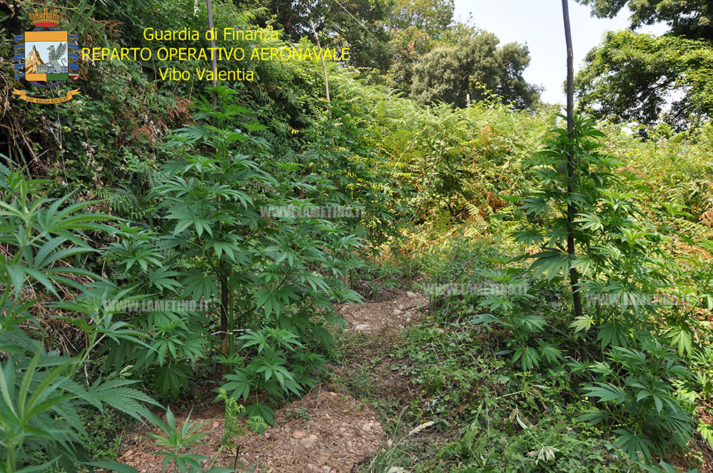 piantagione_canapa4_290715.jpg