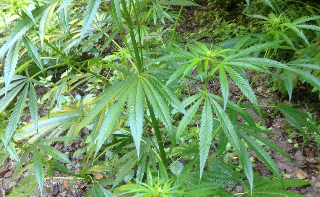 Scoperte e sequestrate 2 piantagioni di marijuana tra Catanzaro e Tiriolo