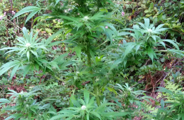 Scoperta e sequestrata piantagione di marijuana in area Parco Aspromonte 