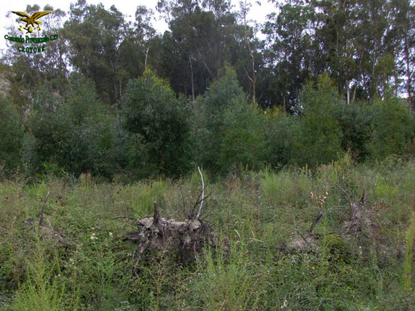 Estirpato illegalmente bosco eucaliptus nel crotonese, una denuncia  