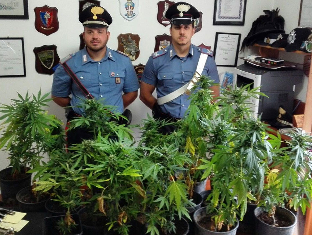 Sequestrata piantagione marijuana in terrazza a Serrastretta