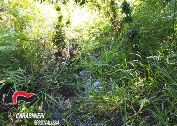 Trovate duemila piante canapa in stato abbandono nel Reggino