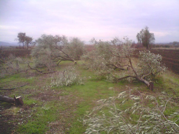 Ventisette piante di ulivo tagliate ad imprenditore vibonese