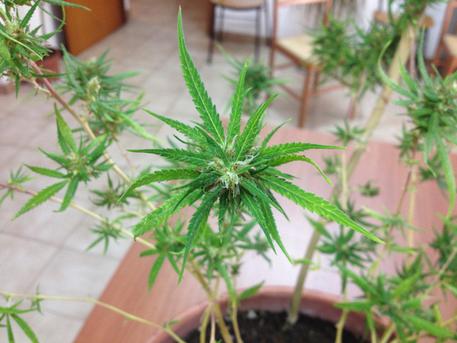 piantina_canapa_indica.jpg