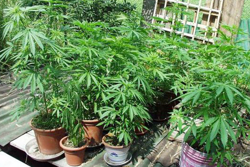 Calabria: Coltivava piantine di marijuana su tetto, arrestato 