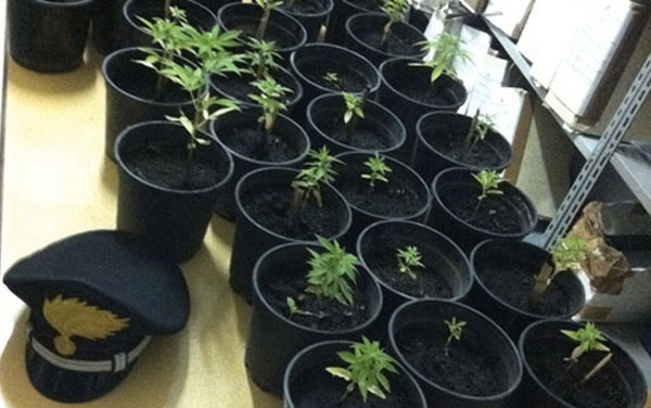 Calabria: Scoperto mentre innaffiava marijuana in casa, arrestato