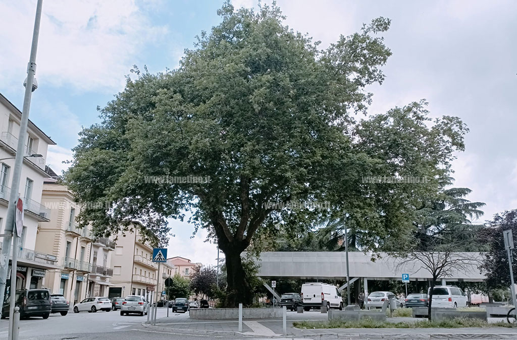 piazza-mazzini-platano_9debf.jpg
