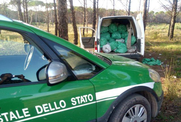 Corpo forestale dello Stato denuncia 5 operai per furto di pigne nel cosentino