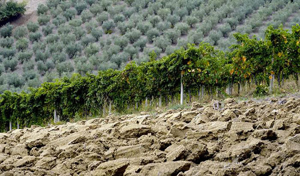 Calabria: studio Unicredit, recupero Pil in 2016, +0,3 