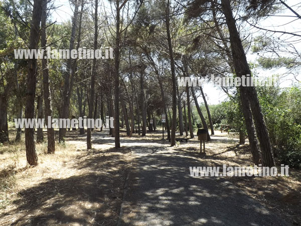 pineta-cafarone-giugno-2013.jpg