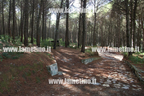 pineta-dosso-comuni-lamezia.jpg
