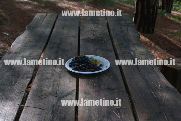 pineta-dosso-comuni-rifiuti-cibo.jpg