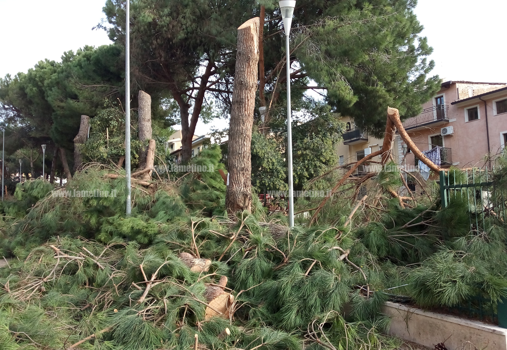 Lamezia, abbattuti i nove pini di piazza Garibaldi