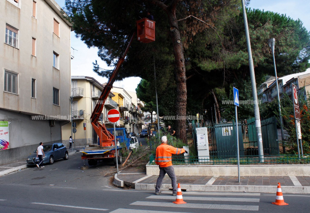 Lamezia: alleggerimento della chioma per i pini di piazza Garibaldi