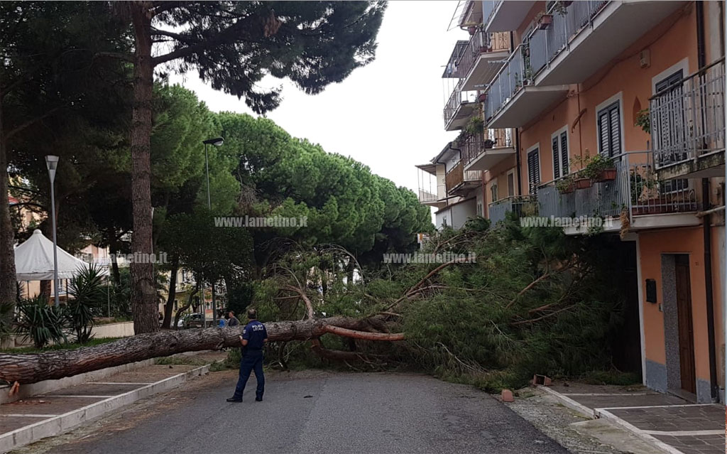 Lamezia, pino gigante cade in piazza Garibaldi