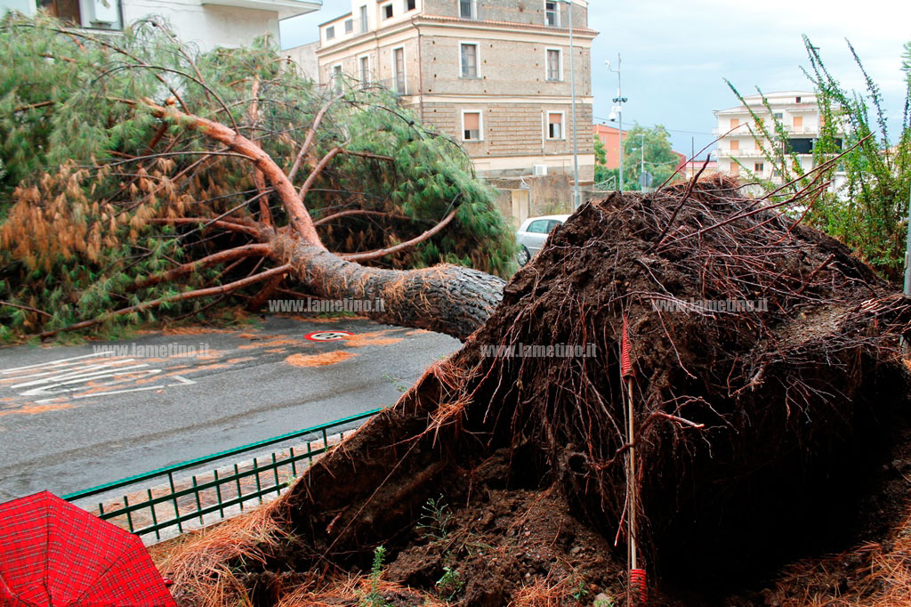 Lamezia: maltempo, crolla pino gigante in villa comunale don Pasquale Luzzo