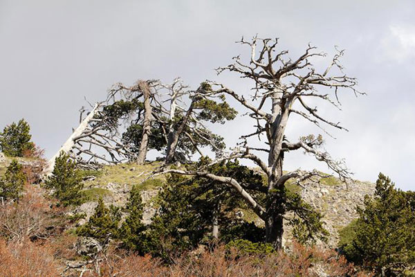 Campagna ‘Mosaico verde’, piante di pino loricato e abete bianco a dimora nel Parco del Pollino