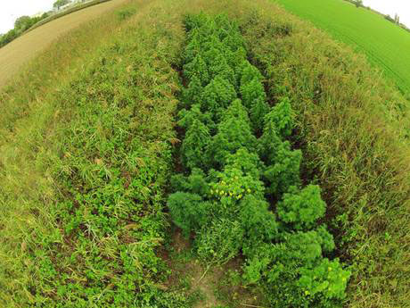 20mila piante di marijuana in terreno a Roma, arrestati 4 vibonesi