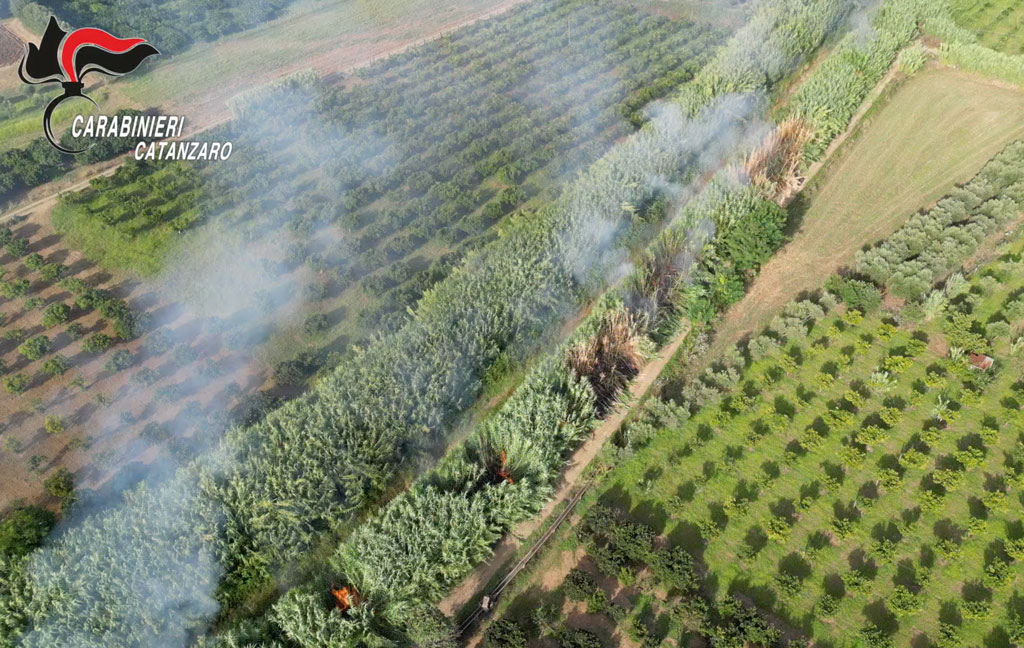 Incendi, capogruppo regionale Forza Italia: "Rilascio piromane di Curinga è preoccupante"