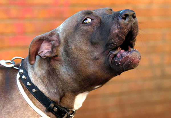 Giovane aggredito da pitbull a Gizzeria: salvato da intervento Carabinieri 