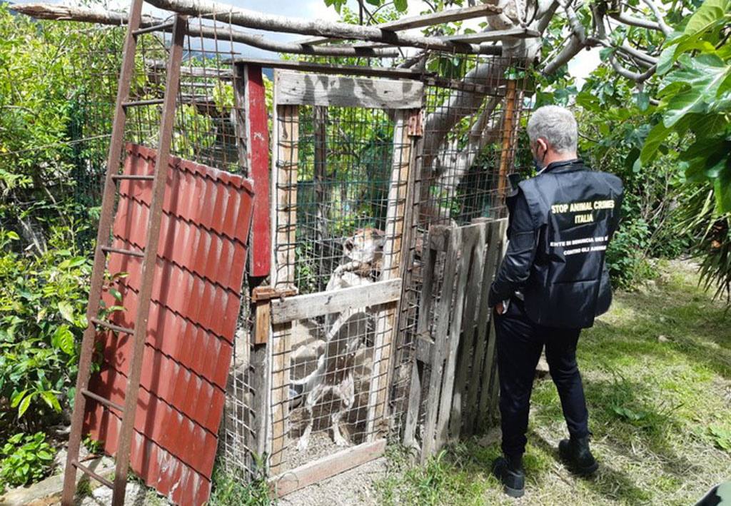 Allevamento clandestino di pittbul nel Cosentino, una denuncia 