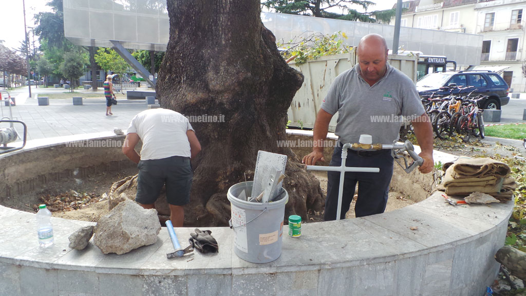 Lamezia: trattamenti rinvigorenti per il plurisecolare platano in piazza Mazzini