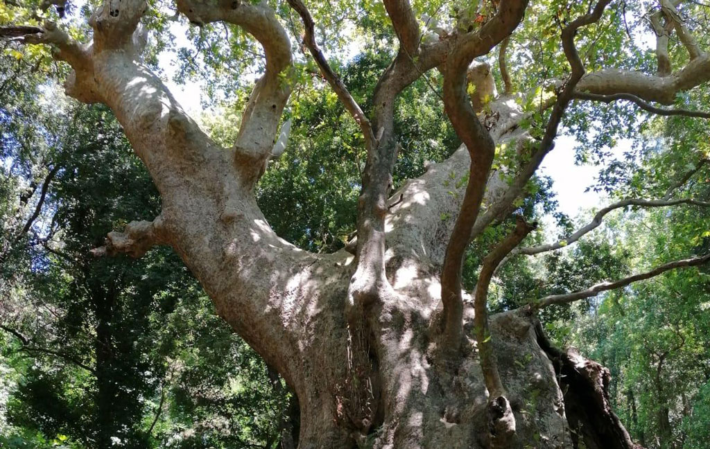 Movimento Orgoglio Curinghese: "Necessarie idee, progetti e proposte per valorizzare il Platano"