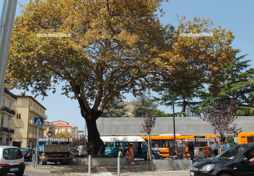 platano-piazza-mazzini4.jpg