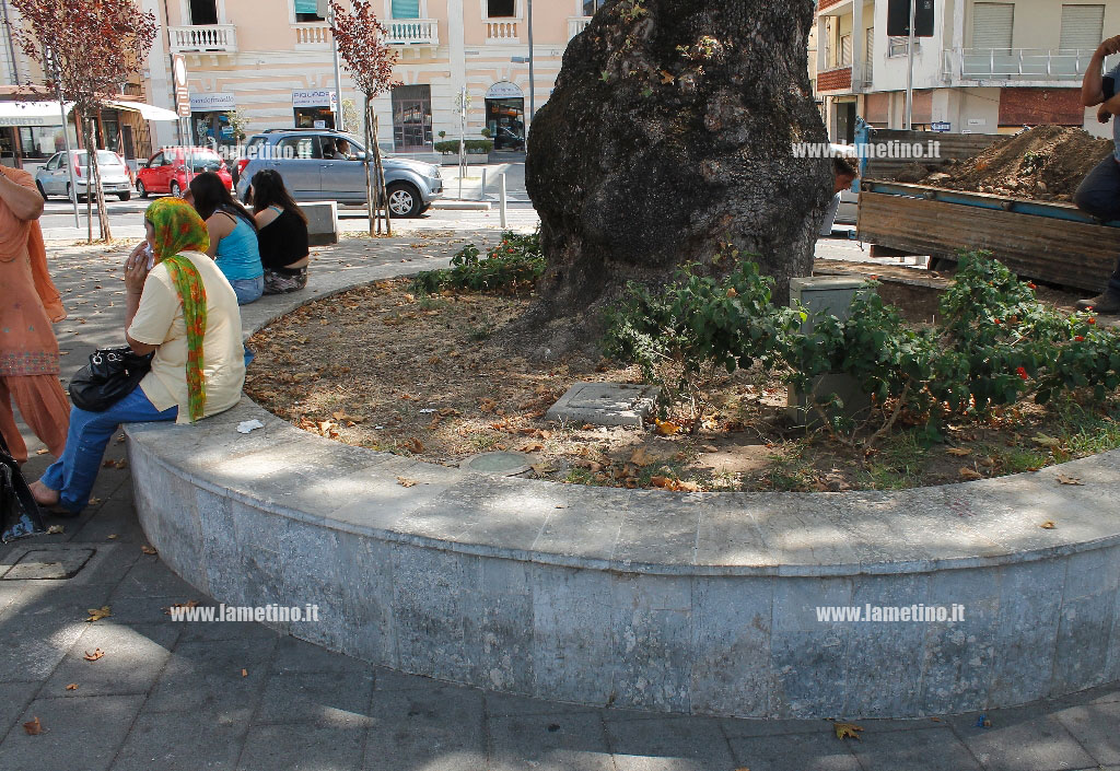 platano-piazza-mazzini5.jpg