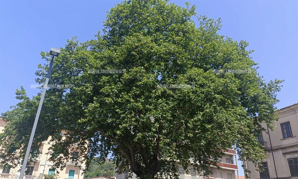 platano-secolare-2024-05-19-alle-19.35.34_853df.jpg