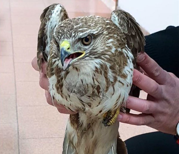 poiana-09012019.jpg