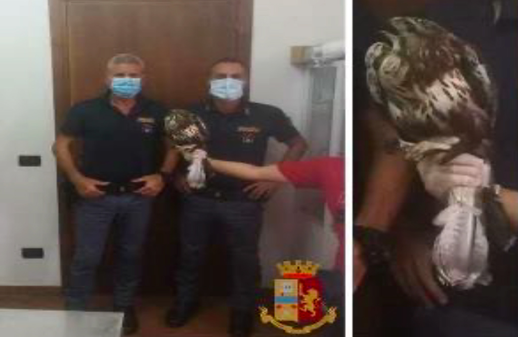 A Soverato la Polizia salva una poiana caduta lungo i binari della stazione
