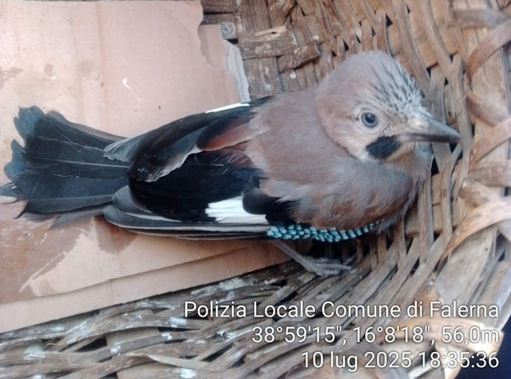 pol-loc-2025-07-11-alle-13.56.38_12994.jpg