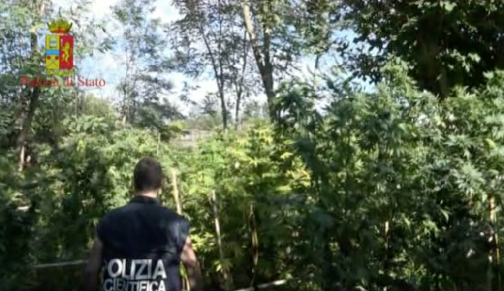 Rinvenuta vasta piantagione a Gioia Tauro, arrestato 32enne