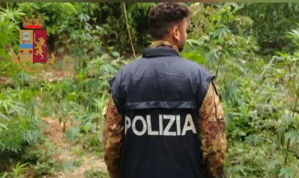 Droga, scoperta piantagione di canapa nel vibonese 