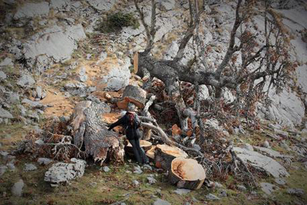 pollino-pino-calabria.jpg
