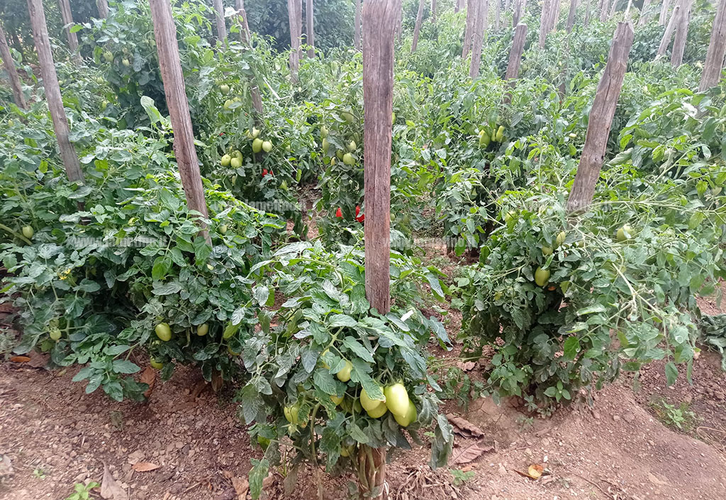 pomodori-orto-platania4cd0949d6ad9_730ee.jpg