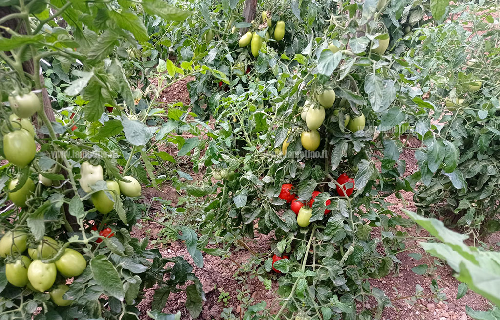 pomodori-salsa7-9b1ee345cce7_deae5.jpg