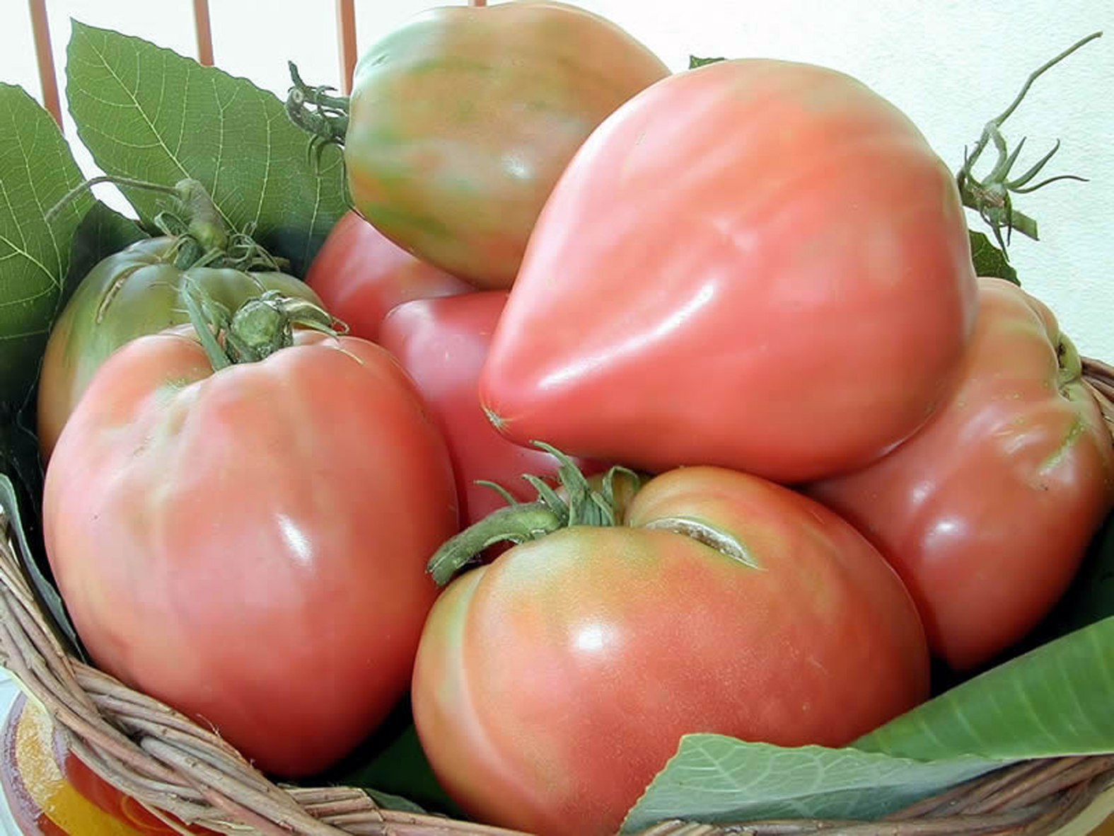 pomodoro-belomonte_72fa0.jpg