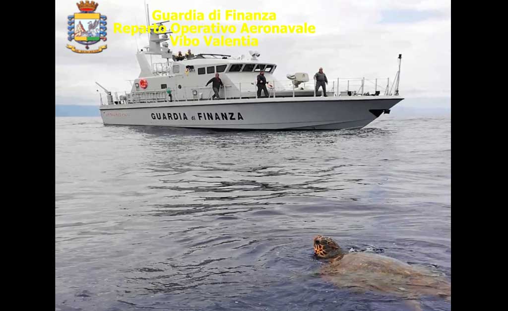 Finanzieri stazione navale salvano esemplare tartaruga caretta-caretta al largo porto di Gioia Tauro