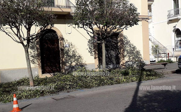 Lamezia, associazioni ambientaliste su taglio alberi in città: "Interrompere interventi in atto, questo è periodo di nidificazione"